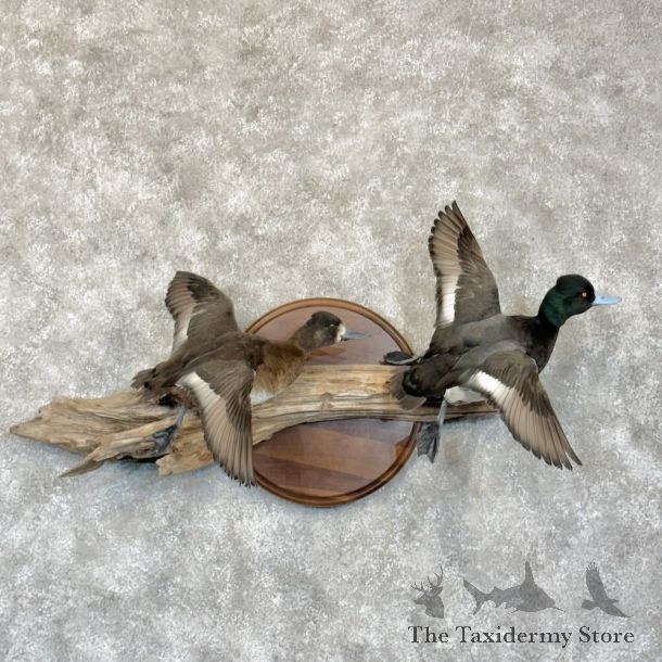 Lesser Scaup Pair Duck Mount For Sale #28772 @ The Taxidermy Store