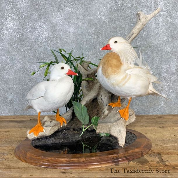 Leucistic Mandarin Duck Pair Mount For Sale #21999 @ The Taxidermy Store