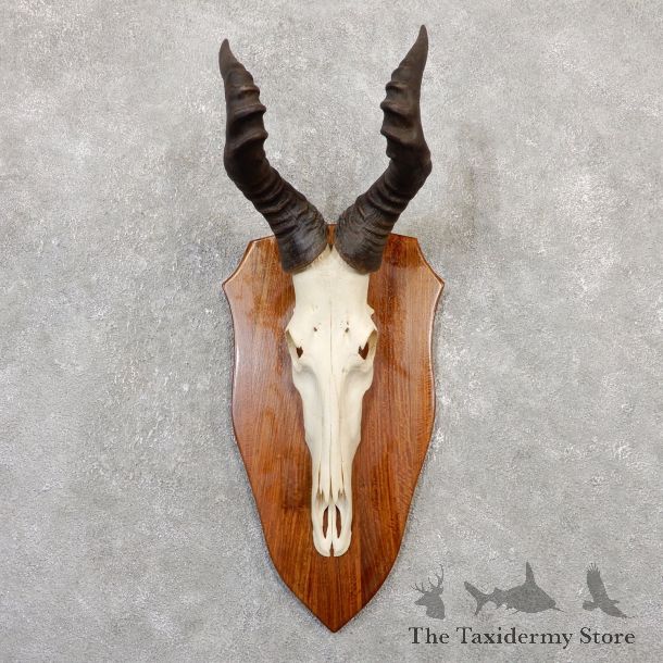 Lichtenstein Hartebeest Skull & Horn European Mount For Sale #20049 @ The Taxidermy Store