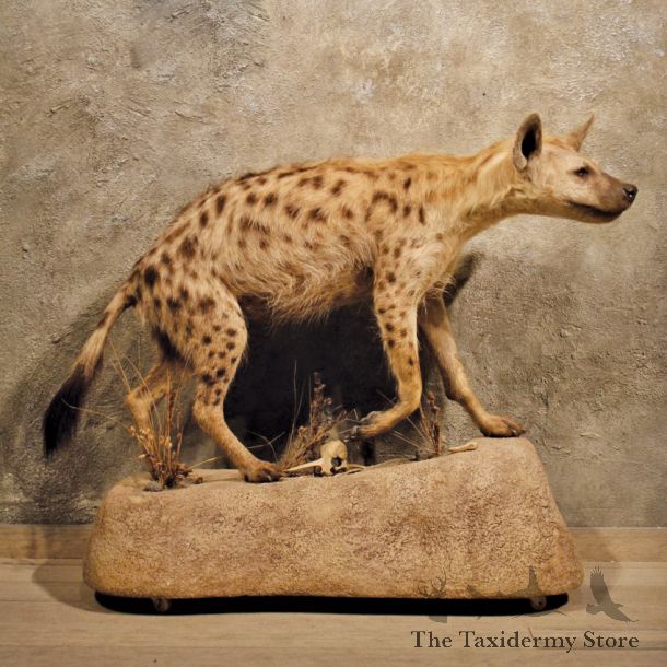 African Hyena Life Size Mount #10136 For Sale @ The Taxidermy Store