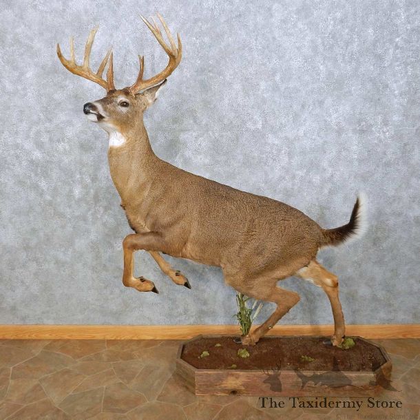 Whitetail Deer Life-Size Mount For Sale #15025 @ The Taxidermy Store