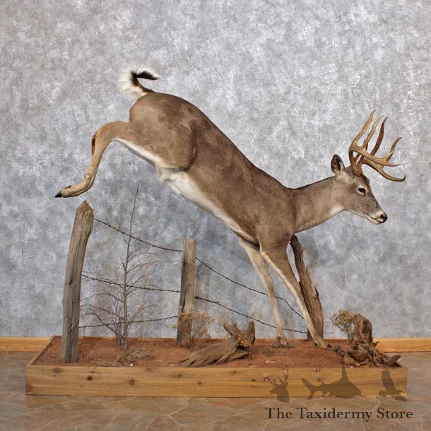 Whitetail Deer Life Size Mount #12316 For Sale @ The Taxidermy Store 