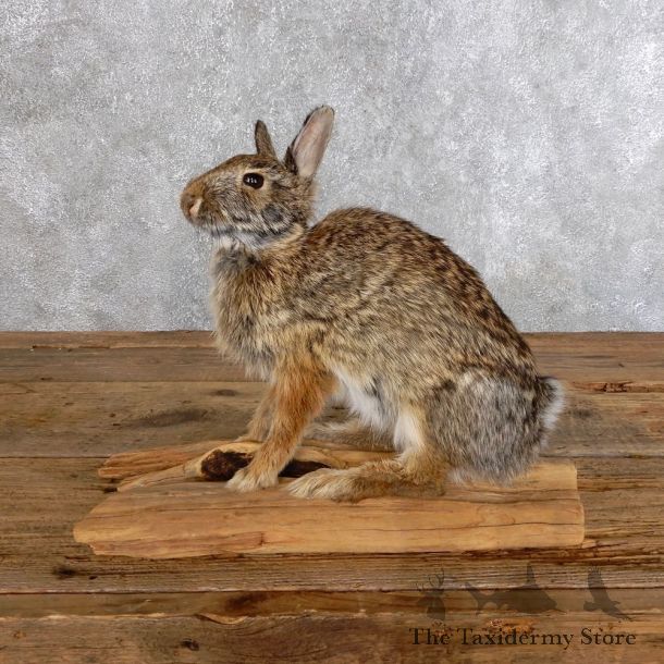 Life-size Cottontail Rabbit Taxidermy Mount For Sale #18574 @ The Taxidermy Store