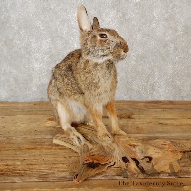 Life-size Cottontail Rabbit Taxidermy Mount For Sale #19081 @ The Taxidermy Store