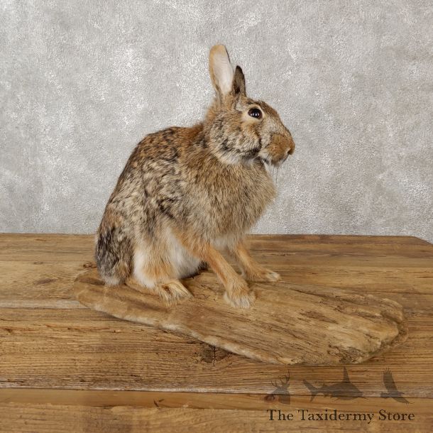 Life-size Cottontail Rabbit Taxidermy Mount For Sale #19082 @ The Taxidermy Store