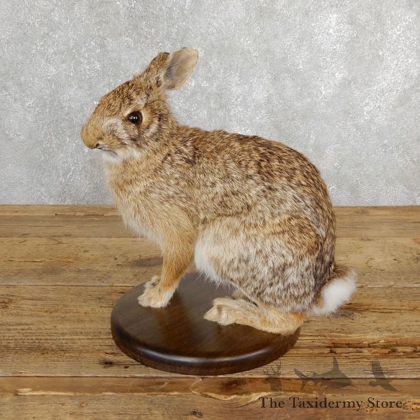 Life-size Cottontail Rabbit Taxidermy Mount For Sale #19690 @ The Taxidermy Store