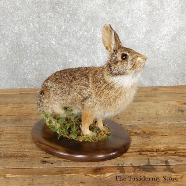 Life-size Cottontail Rabbit Taxidermy Mount For Sale #19691 @ The Taxidermy Store