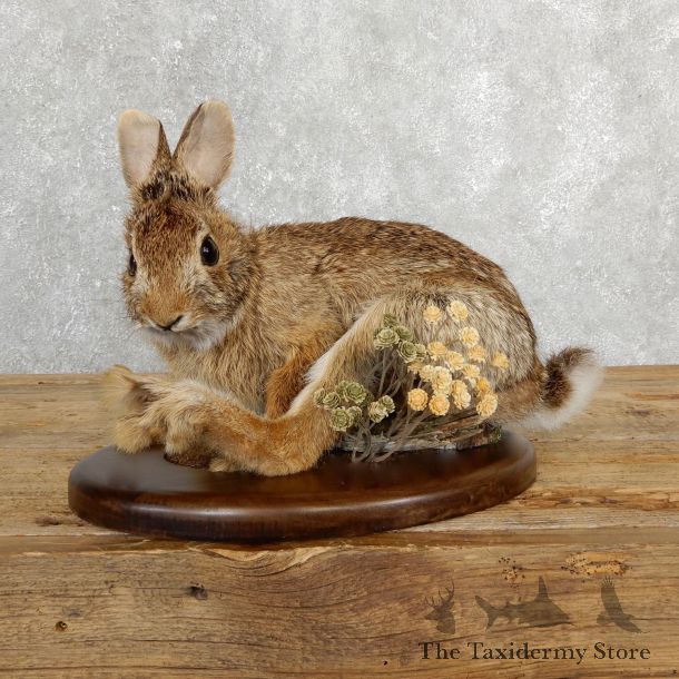 Life-size Cottontail Rabbit Taxidermy Mount For Sale #19695 @ The Taxidermy Store
