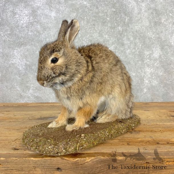 Life-size Cottontail Rabbit Taxidermy Mount For Sale #21669 @ The Taxidermy Store