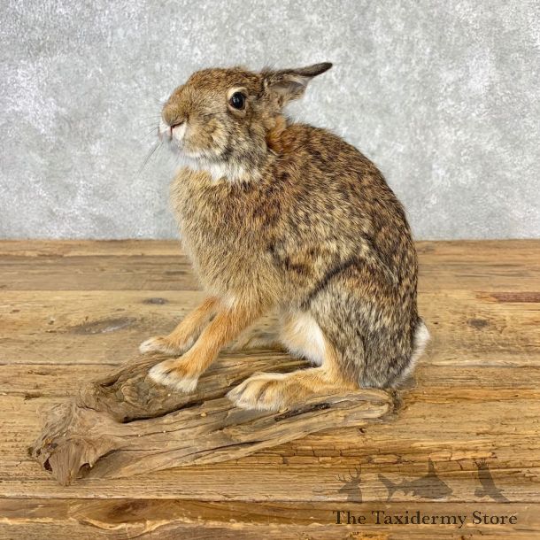 Life-size Cottontail Rabbit Taxidermy Mount For Sale #21670 @ The Taxidermy Store