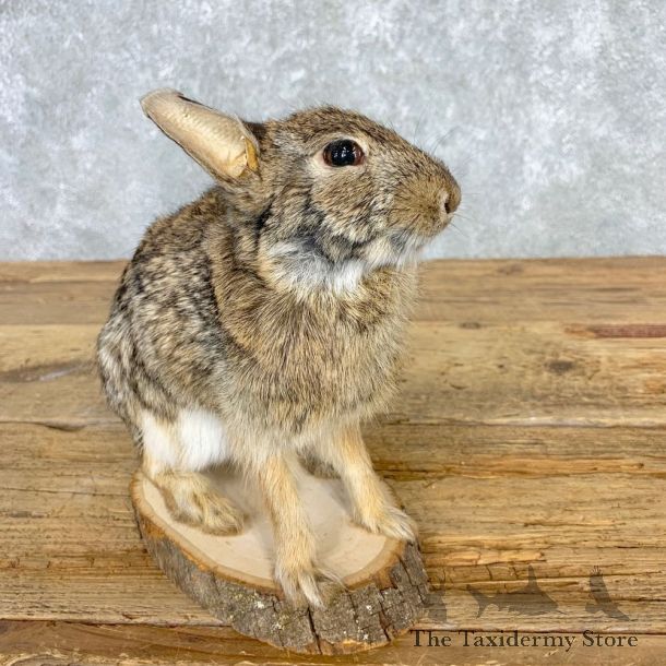 Life-size Cottontail Rabbit Taxidermy Mount For Sale #21671 @ The Taxidermy Store