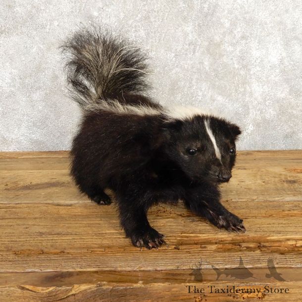 Life-Size Skunk Taxidermy Mount #18792 For Sale @ The Taxidermy Store