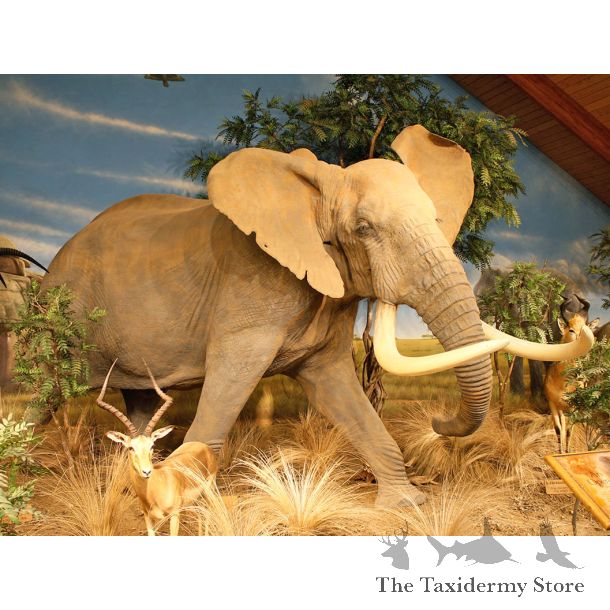 African Elephant Life Size Reproduction Taxidermy Mount #R7036 For Sale @ The Taxidermy Store