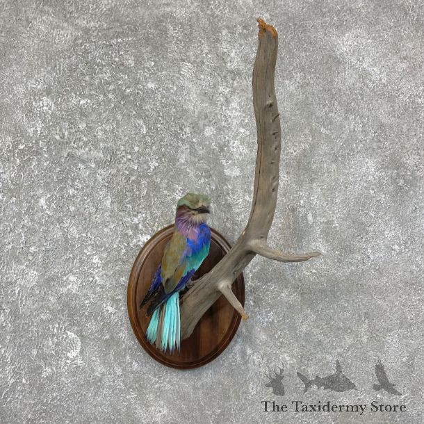 Lilac-Breasted Roller Life-Size Taxidermy Mount For Sale #25242 @ The Taxidermy Store
