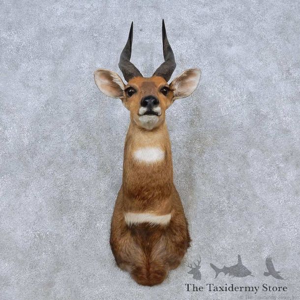 Limpopo Bushbuck Shoulder Mount For Sale #14559 @ The Taxidermy Store