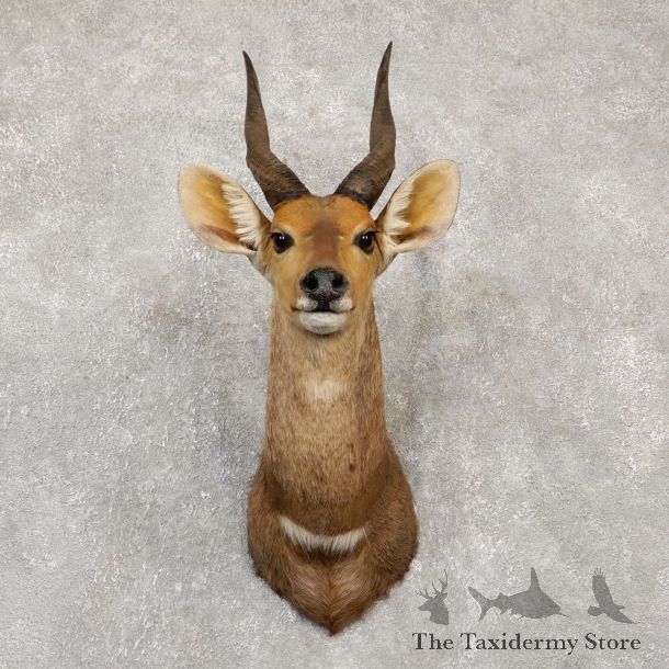 Limpopo Bushbuck Shoulder Mount For Sale #20150 @ The Taxidermy Store