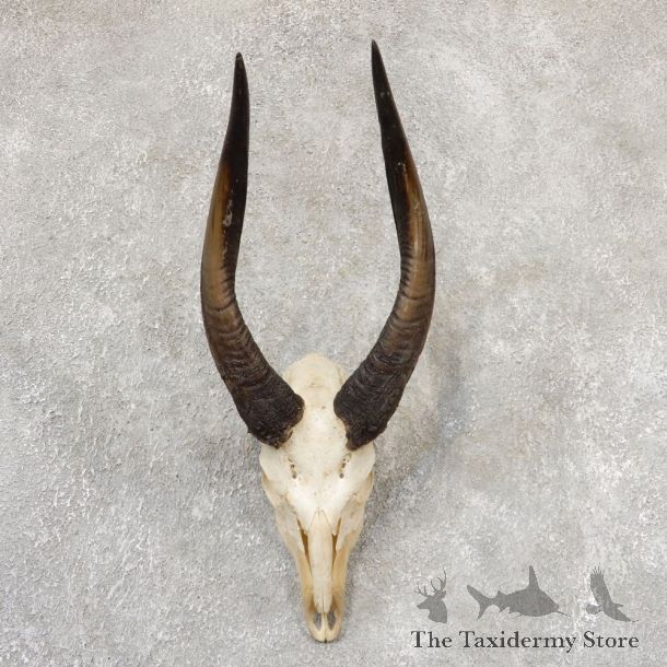 Limpopo Bushbuck Skull & Horn Mount For Sale #19016 For Sale @ The Taxidermy Store