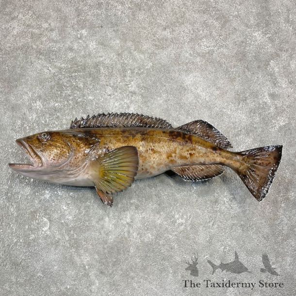 Lingcod Taxidermy Fish Mount #25933 For Sale @ The Taxidermy Store