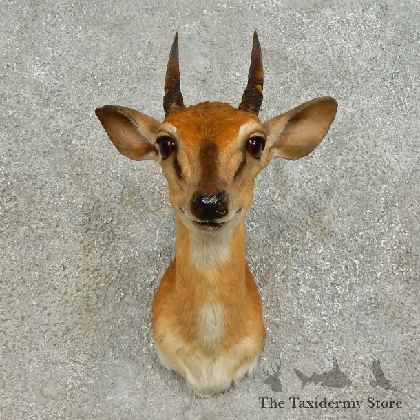 Suni Antelope Shoulder Mount For Sale #16379 @ The Taxidermy Store