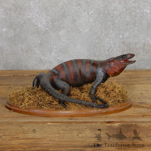 Lizard Mount For Sale #19665 @ The Taxidermy Store