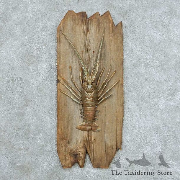 Spiny Lobster Life-Size Mount #13655 For Sale @ The Taxidermy Store