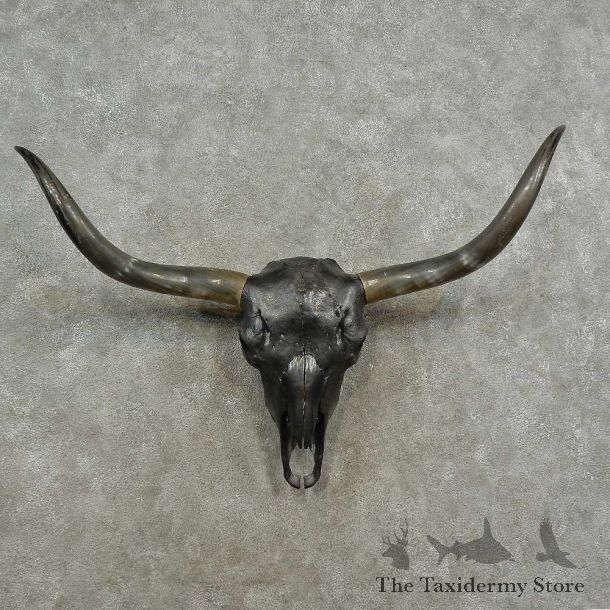 Longhorn Steer Skull European Mount For Sale #16902 @ The Taxidermy Store