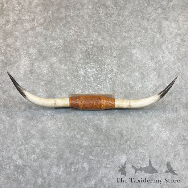 Longhorn Steer Plaque For Sale #26719 @ The Taxidermy Store