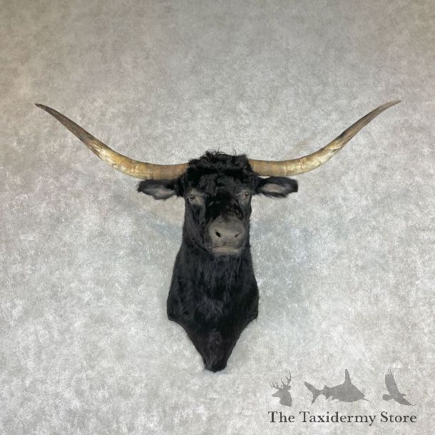 Longhorn Steer Shoulder Mount For Sale #26770 @ The Taxidermy Store
