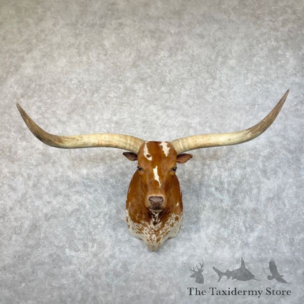 Longhorn Steer Shoulder Mount For Sale #28682 @ The Taxidermy Store