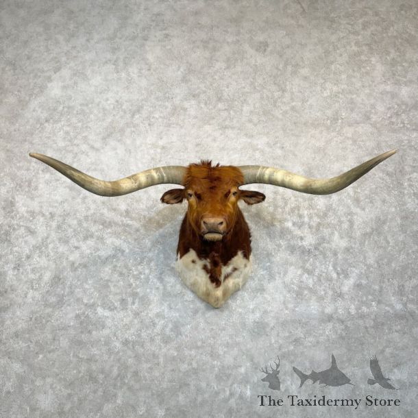 Longhorn Steer Shoulder Mount For Sale #29192 @ The Taxidermy Store
