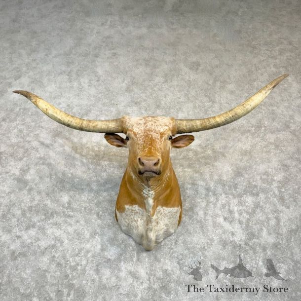 Longhorn Steer Shoulder Mount For Sale #29198 @ The Taxidermy Store