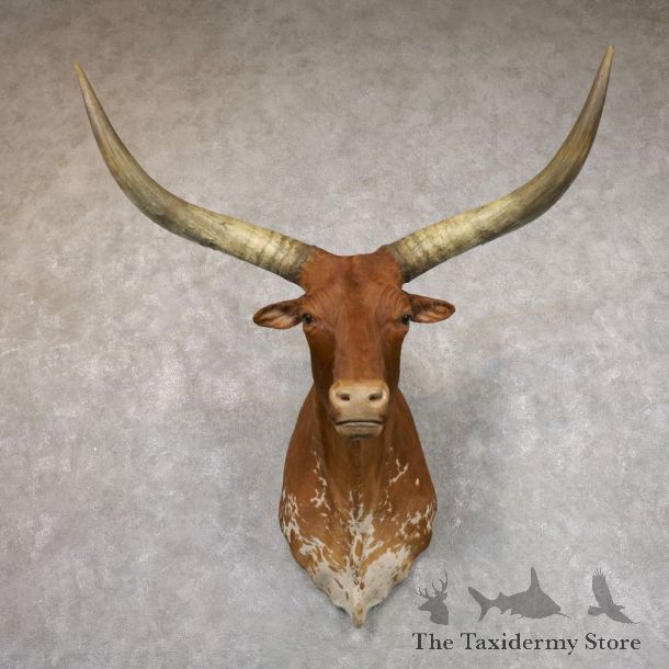 Longhorn Steer Shoulder Taxidermy Mount #22501 For Sale @ The Taxidermy Store
