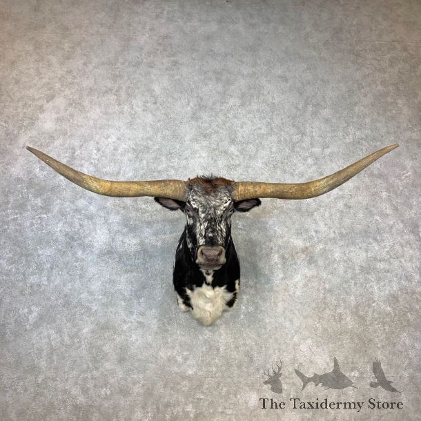 Longhorn Steer Shoulder Taxidermy Mount #23227 For Sale @ The Taxidermy Store