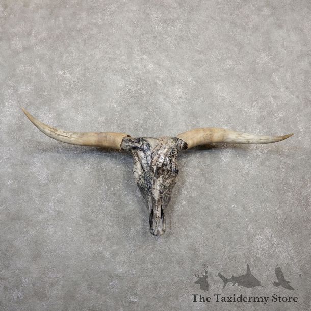 Longhorn Steer Skull European Mount For Sale #20061 @ The Taxidermy Store