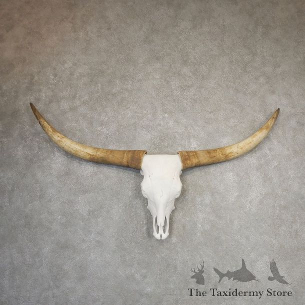 Longhorn Steer Skull European Mount For Sale #21187 @ The Taxidermy Store