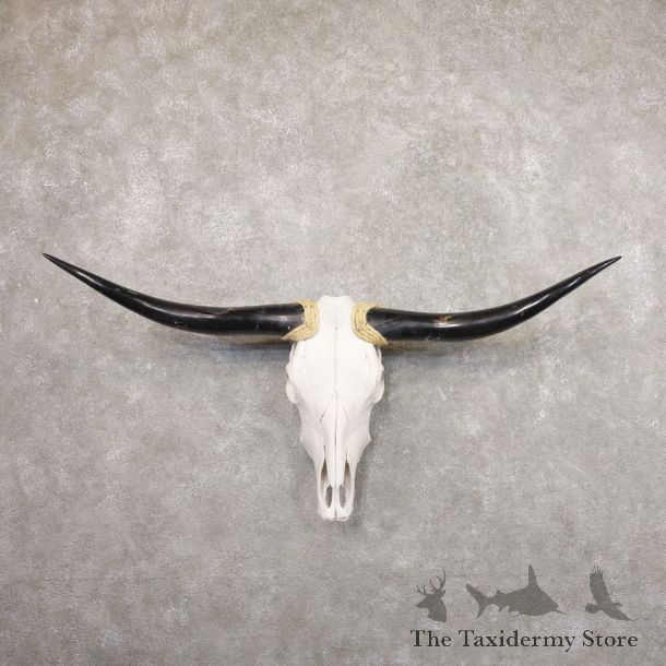 Longhorn Steer Skull European Mount For Sale #22185 @ The Taxidermy Store