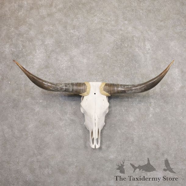 Longhorn Steer Skull European Mount For Sale #22186 @ The Taxidermy Store