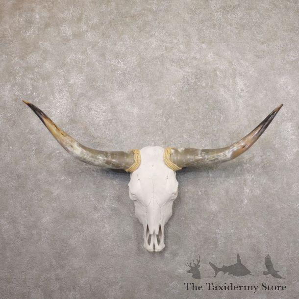 Longhorn Steer Skull European Mount For Sale #22187 @ The Taxidermy Store