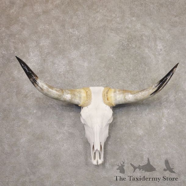 Longhorn Steer Skull European Mount For Sale #22188 @ The Taxidermy Store