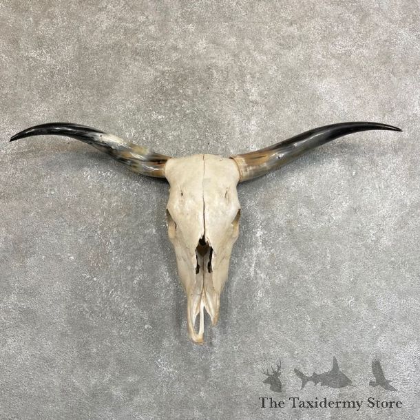 Longhorn Steer Skull European Mount For Sale #24239 @ The Taxidermy Store