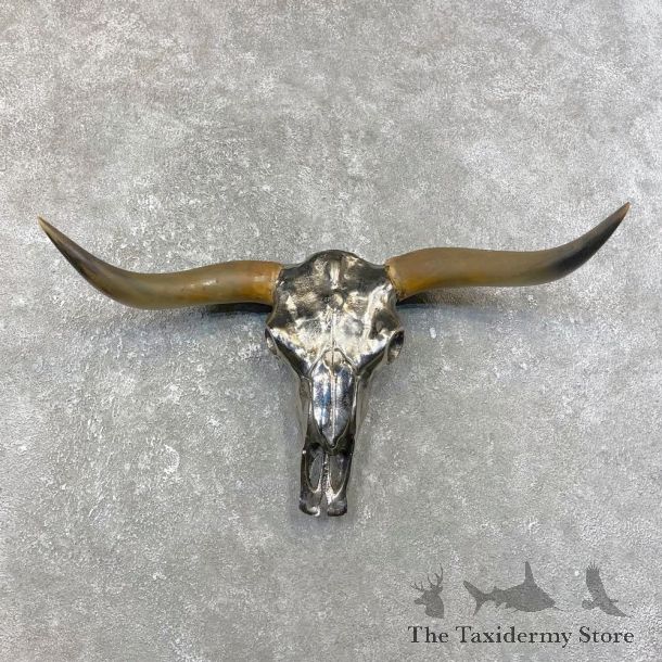 Longhorn Steer Skull European Mount For Sale #25068 @ The Taxidermy Store