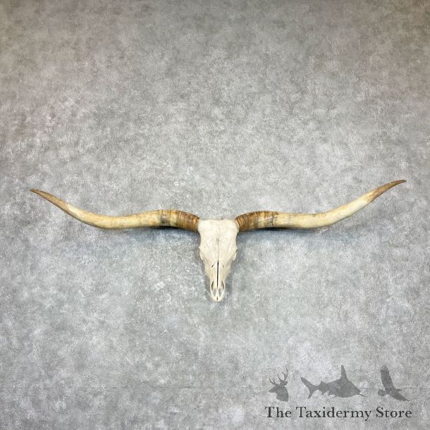 Longhorn Steer Skull European Mount For Sale #27039 @ The Taxidermy Store