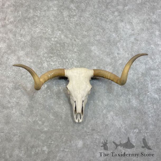 Longhorn Steer Skull European Mount For Sale #27466 @ The Taxidermy Store