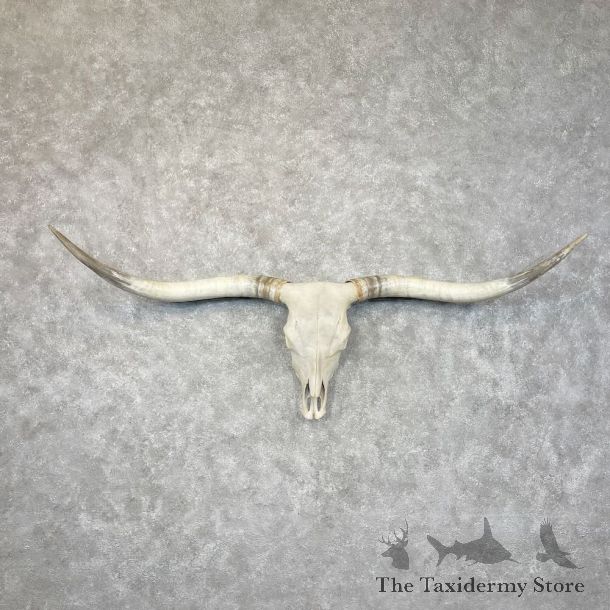 Longhorn Steer Skull European Mount For Sale #28438 @ The Taxidermy Store