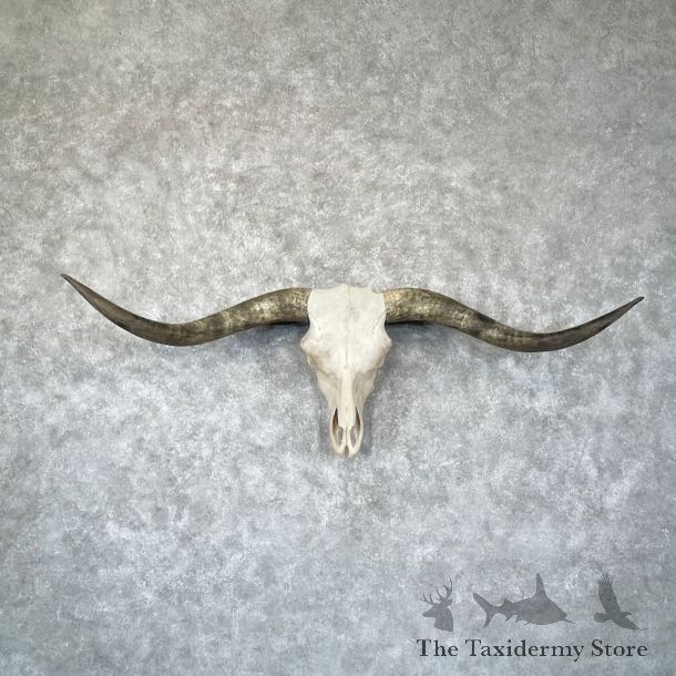 Longhorn Steer Skull European Mount For Sale #28438 @ The Taxidermy Store