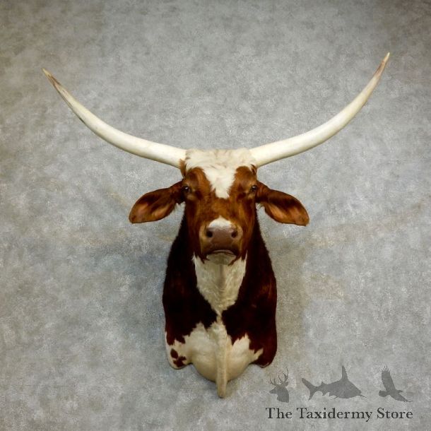 Texas Longhorn Shoulder Mount For Sale #17179 @ The Taxidermy Store