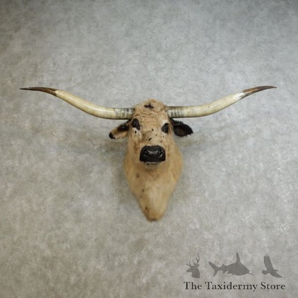 Texas Longhorn Shoulder Mount For Sale #17235 @ The Taxidermy Store