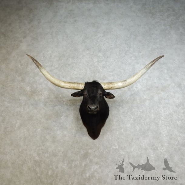 Texas Longhorn Shoulder Mount For Sale #17236 @ The Taxidermy Store