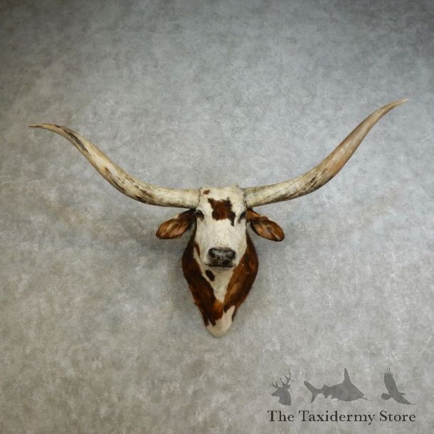 Texas Longhorn Shoulder Mount For Sale #17237 @ The Taxidermy Store
