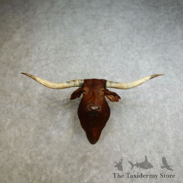 Texas Longhorn Shoulder Mount For Sale #17238 @ The Taxidermy Store